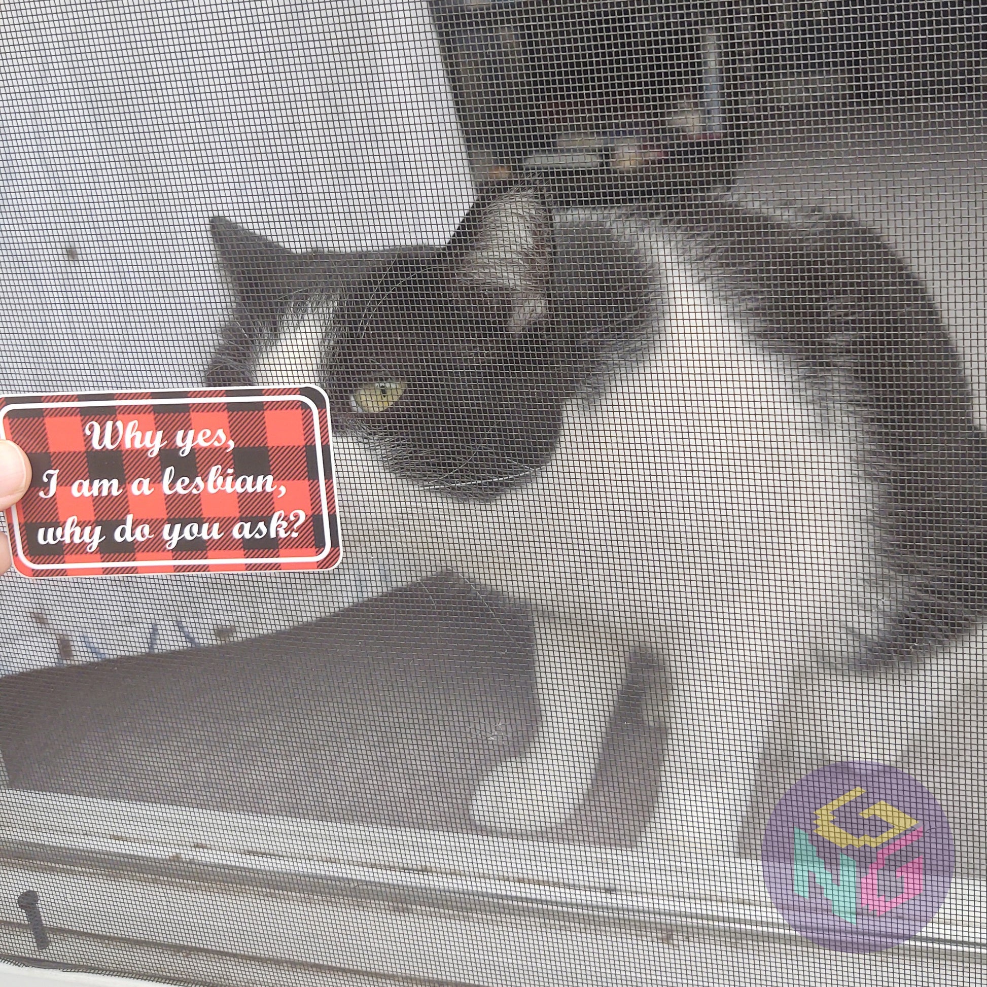 why yes i am a lesbian why do you ask sticker held in front of black and white tuxedo cat